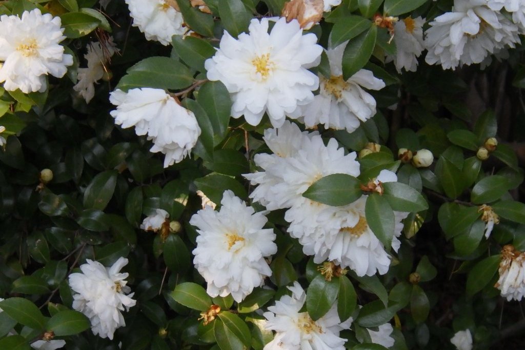 冬至梅と見ごろの花々（2026.1.9）