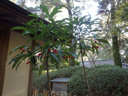 冬至梅と見ごろの花々（2026.1.9）