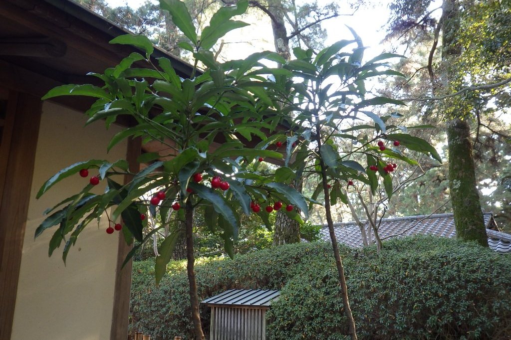 冬至梅と見ごろの花々（2026.1.9）