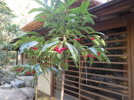 冬至梅と見ごろの花々（2026.1.9）