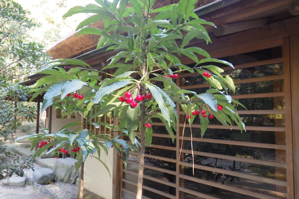 冬至梅と見ごろの花々（2026.1.9）