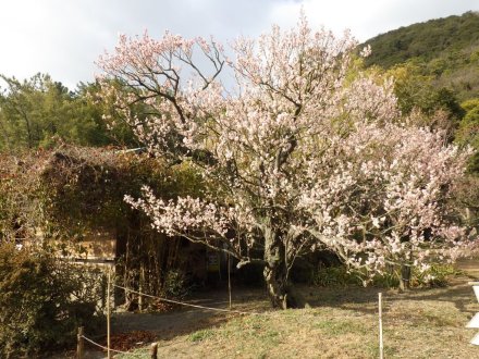 梅の様子（2026.1.23）