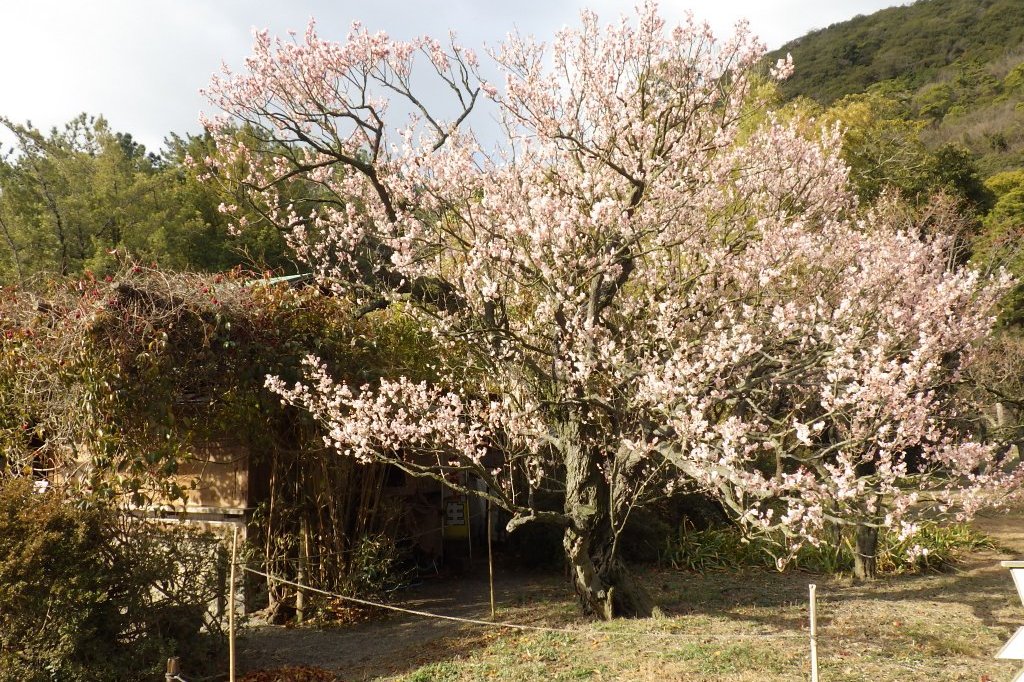 梅の様子（2026.1.23）