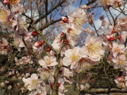 梅の様子（2026.1.23）