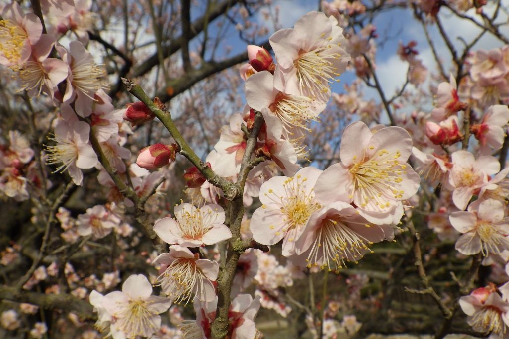 梅の様子（2026.1.23）
