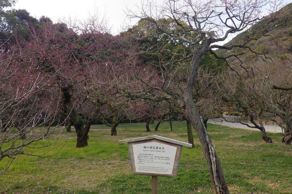 梅の様子（2026.1.23）