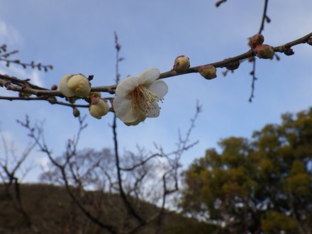 梅の様子（2026.1.23）