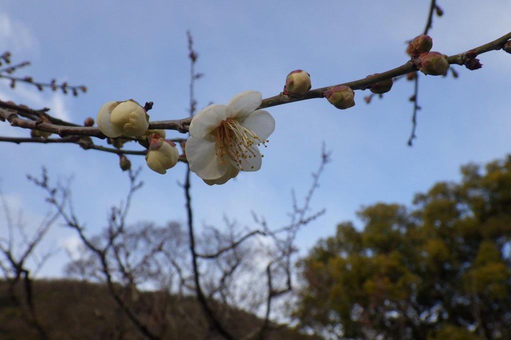 梅の様子（2026.1.23）