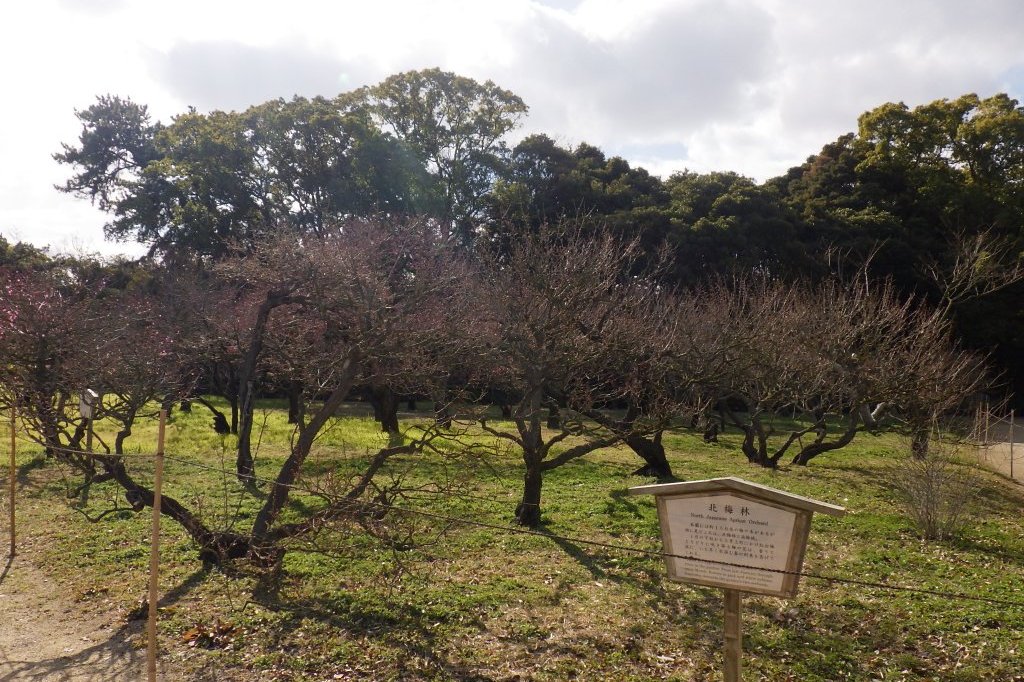 梅の様子（2026.1.23）