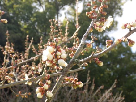 梅の様子（2026.1.23）