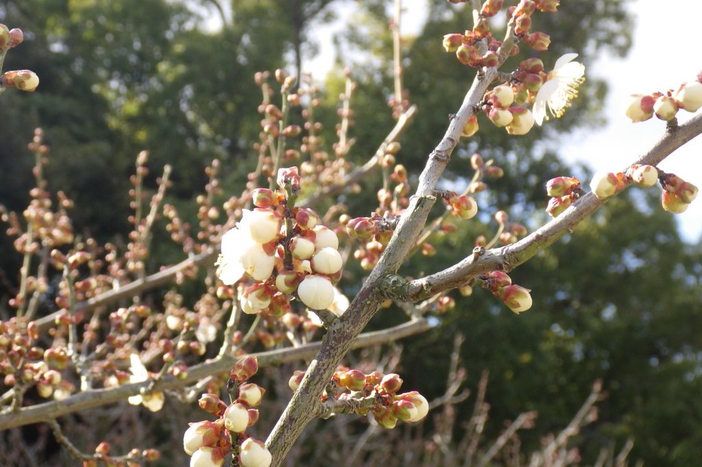 梅の様子（2026.1.23）