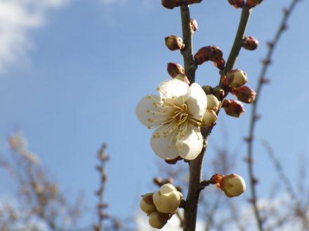 梅の様子（2026.1.23）