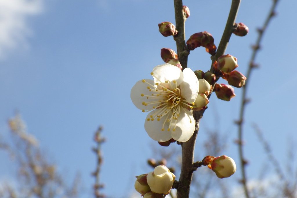 梅の様子（2026.1.23）