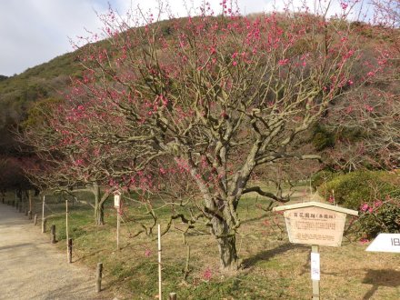 梅の様子（2026.1.23）