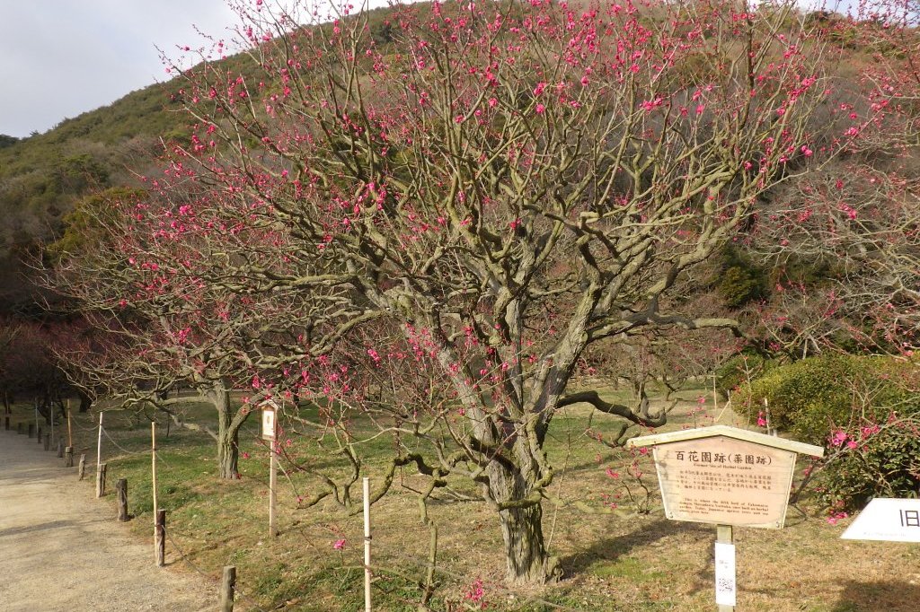 梅の様子（2026.1.23）