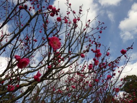 梅の様子（2026.1.23）