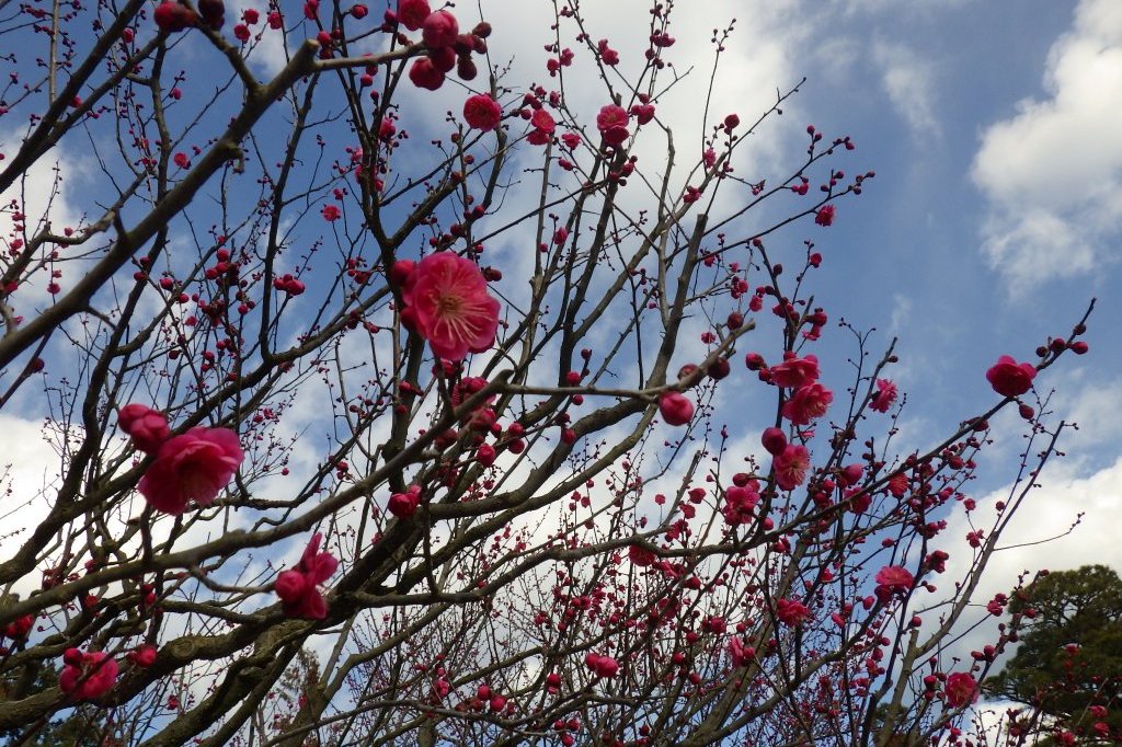 梅の様子（2026.1.23）
