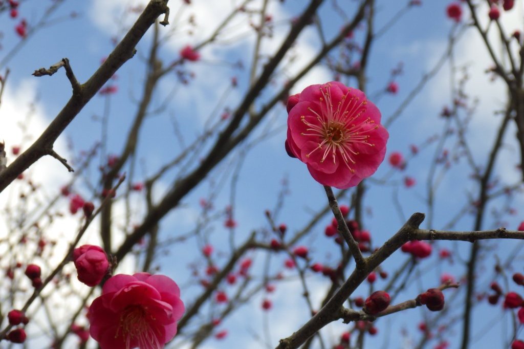 梅の様子（2026.1.23）