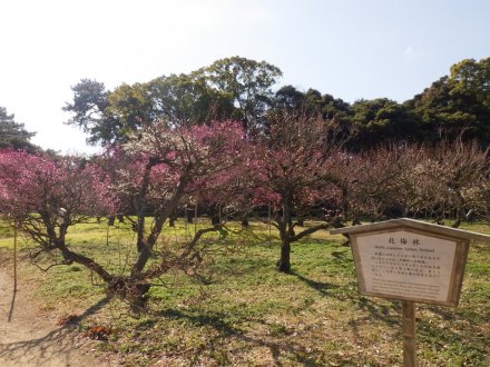 梅の様子（2026.2.9）