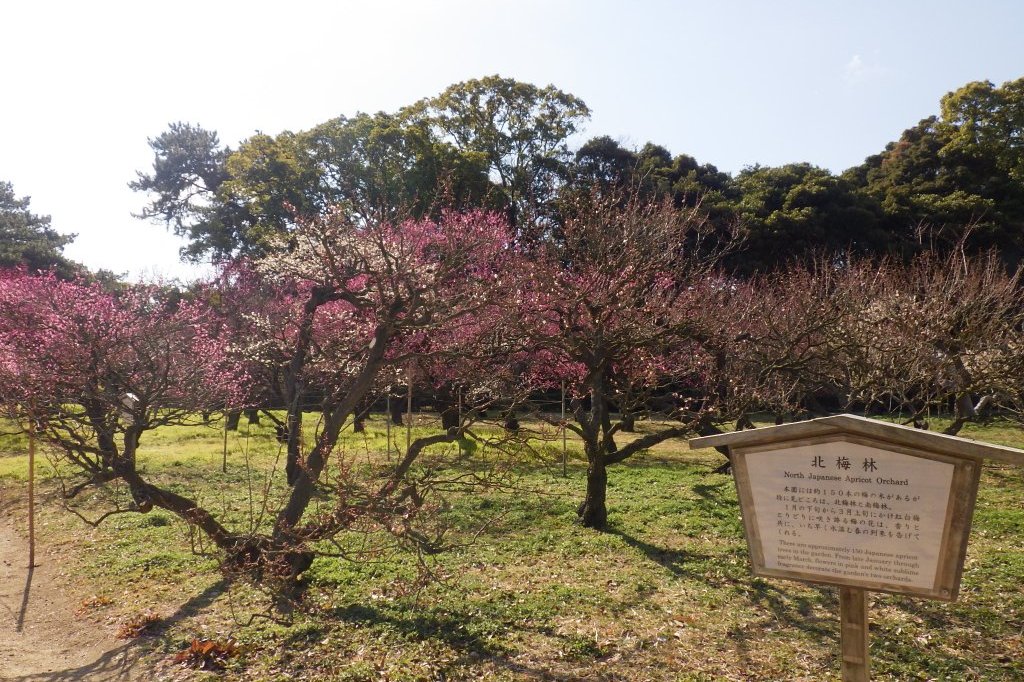 梅の様子（2026.2.9）