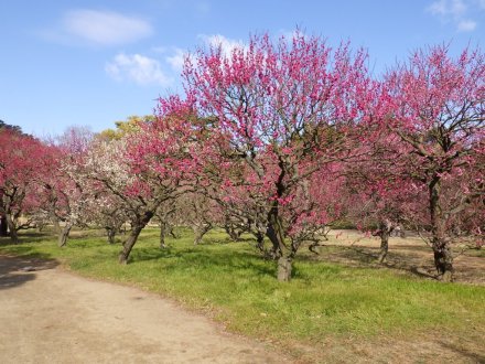 梅の様子（2026.2.9）