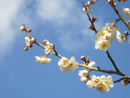 梅の様子（2026.2.9）