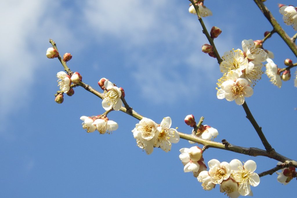 梅の様子（2026.2.9）