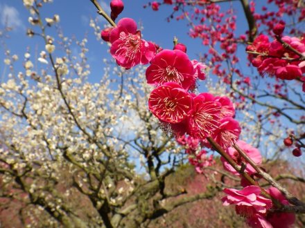 梅の様子（2026.2.9）