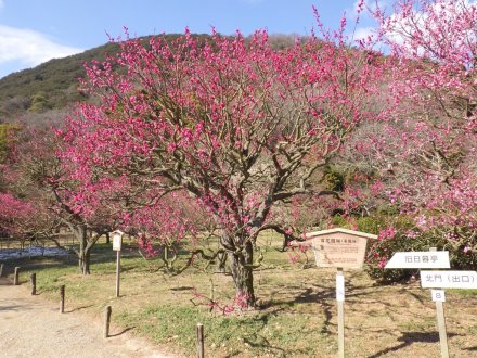 梅の様子（2026.2.9）