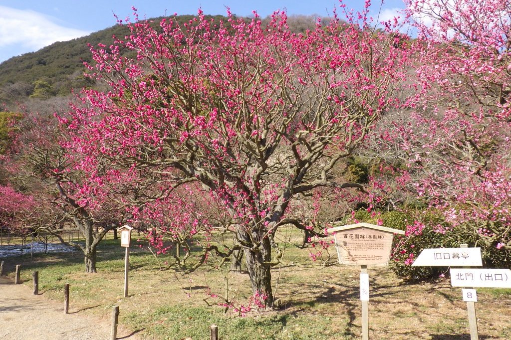 梅の様子（2026.2.9）