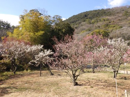 梅の様子（2026.2.9）
