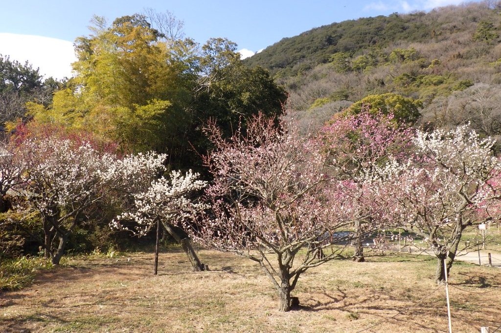 梅の様子（2026.2.9）