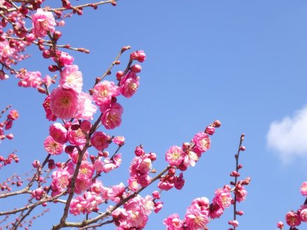 梅の様子（2026.2.9）