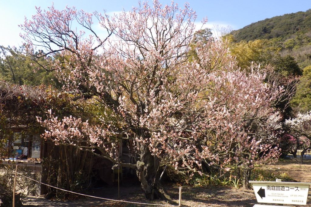 梅の様子（2026.2.9）