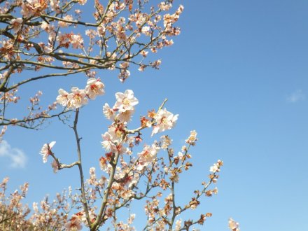 梅の様子（2026.2.9）