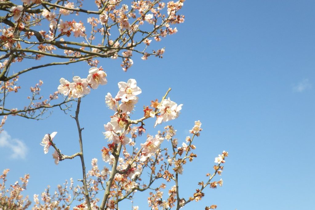 梅の様子（2026.2.9）