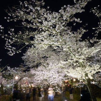栗林公園 春のライトアップのお知らせ