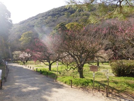 梅の様子と見ごろの花々（2026.3.5）