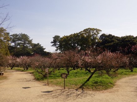 梅の様子と見ごろの花々（2026.3.5）