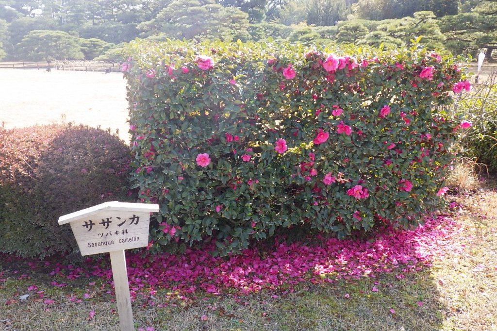 梅の様子と見ごろの花々（2026.3.5）