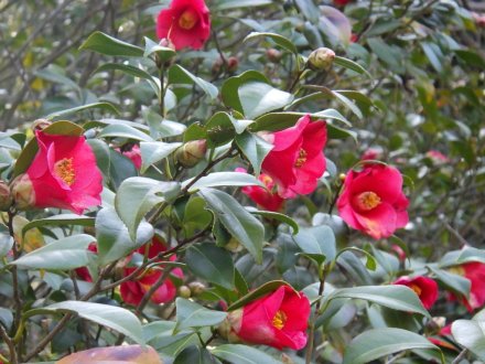 梅の様子と見ごろの花々（2026.3.5）