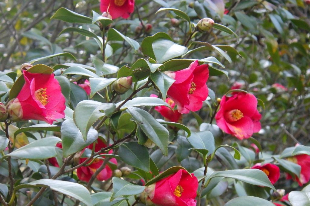 梅の様子と見ごろの花々（2026.3.5）