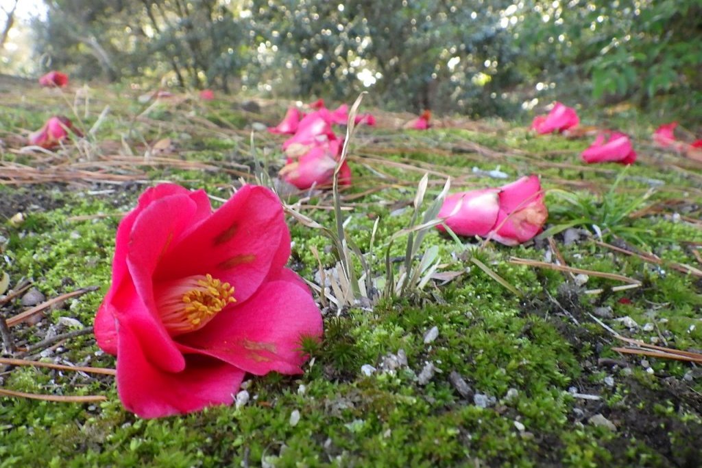 梅の様子と見ごろの花々（2026.3.5）