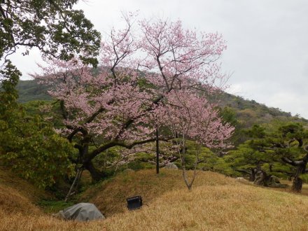 桜の開花状況と見ごろの花々（2026.3.23）