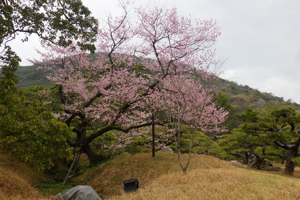 桜の開花状況と見ごろの花々（2026.3.23）