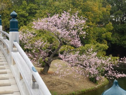 桜の開花状況と見ごろの花々（2026.3.23）