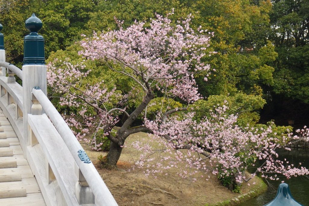 桜の開花状況と見ごろの花々（2026.3.23）