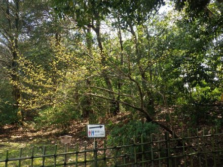 桜の開花状況と見ごろの花々（2026.3.23）