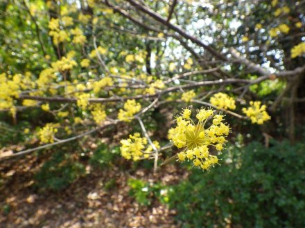 桜の開花状況と見ごろの花々（2026.3.23）