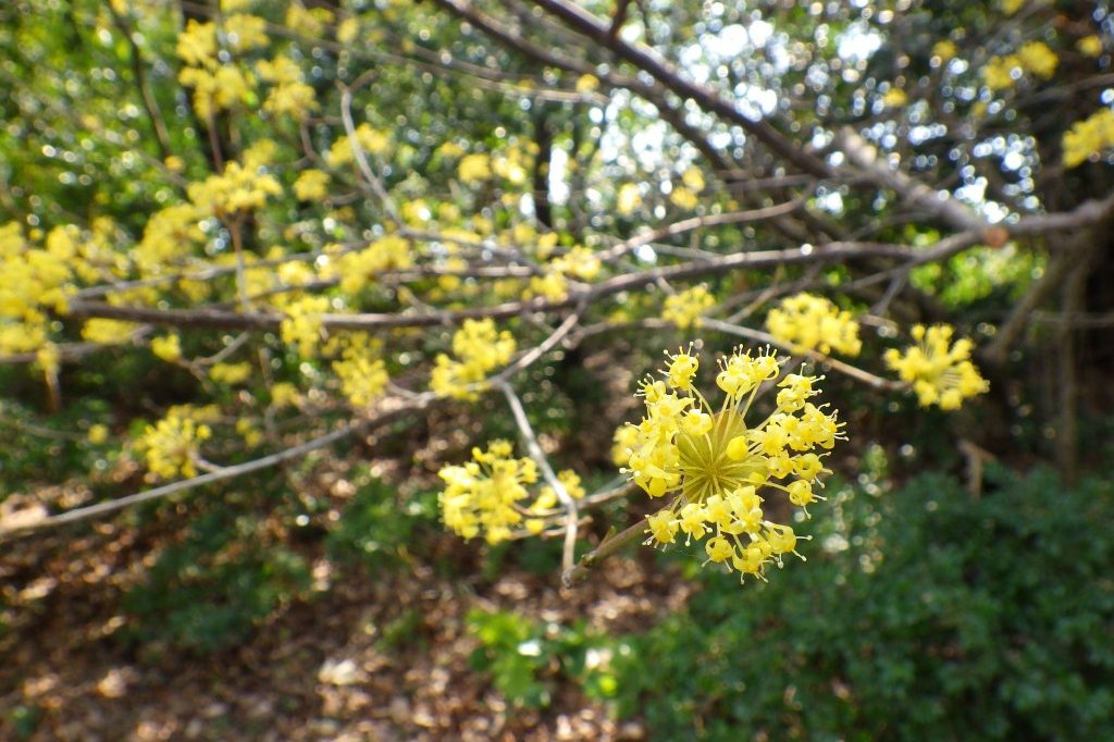 桜の開花状況と見ごろの花々（2026.3.23）